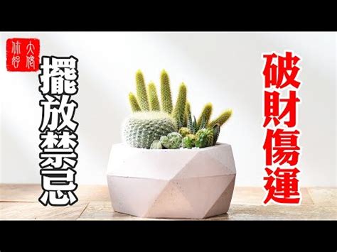 仙人掌可以放陽台嗎